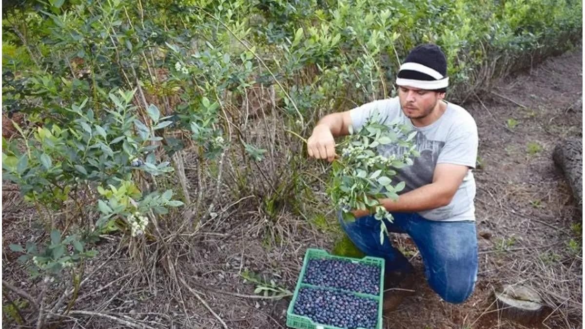 Conflicto en el arándano: UATRE rompió el diálogo directo con las empresas y se declaró en alerta permanente - imagen de origen