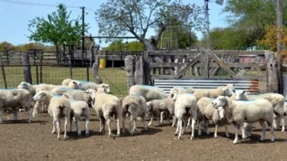 Financian inversiones en la cadena ovina y caprina por hasta tres millones de pesos a tasa cero - imagen de origen