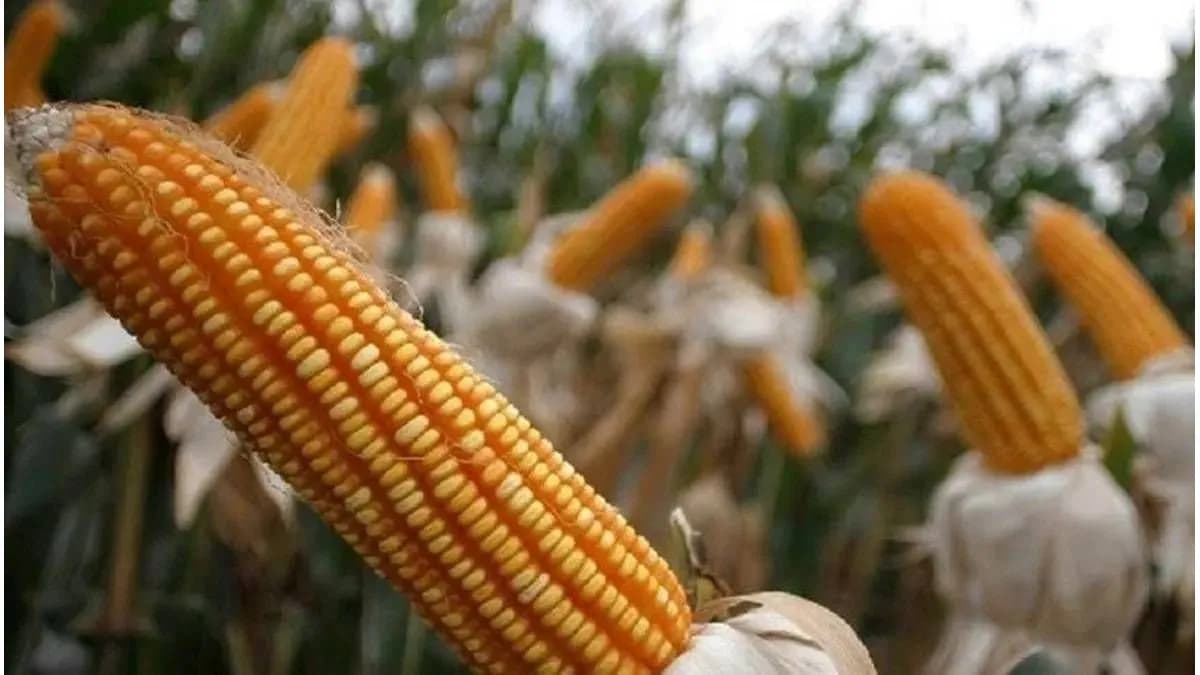 El maíz alcanzó un récord histórico en Entre Ríos - imagen de origen