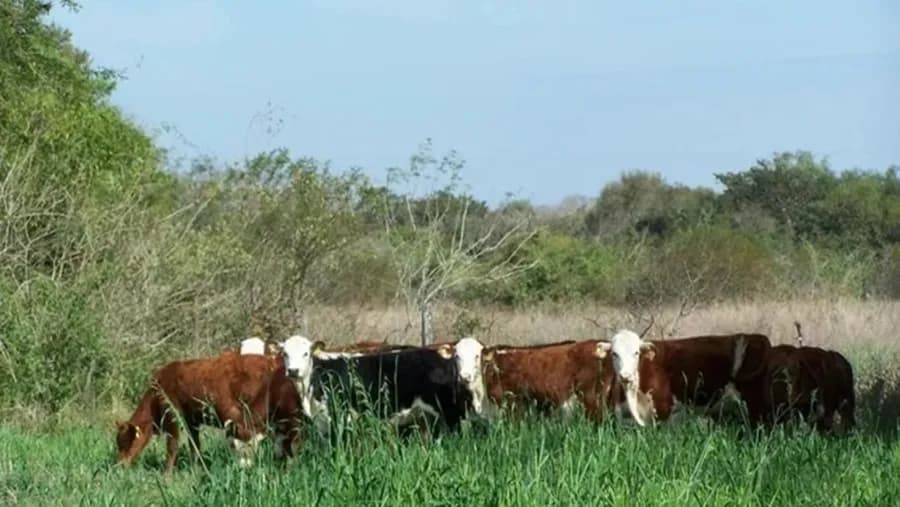 El Gobierno recuperó 124.000 hectáreas de tierras fiscales y generó nuevos ingresos para la provincia | Análisis - imagen de origen