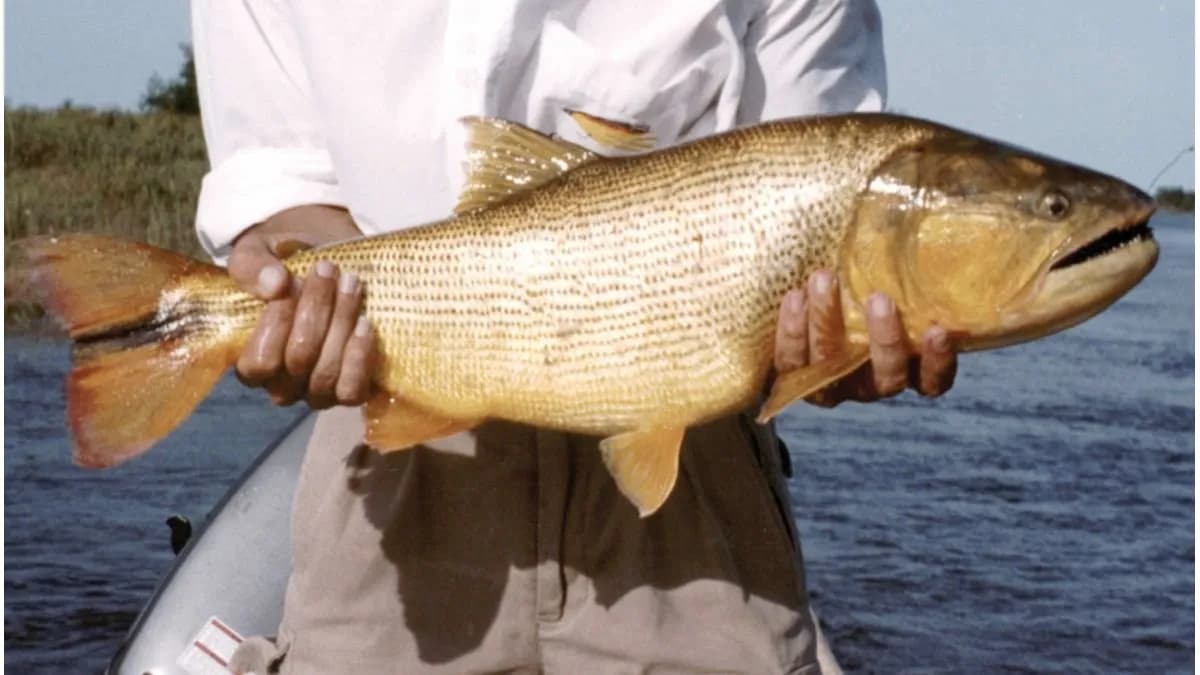 La Paz recibirá a pescadores de todo el país en la Fiesta Provincial del Dorado Entrerriano - imagen de origen