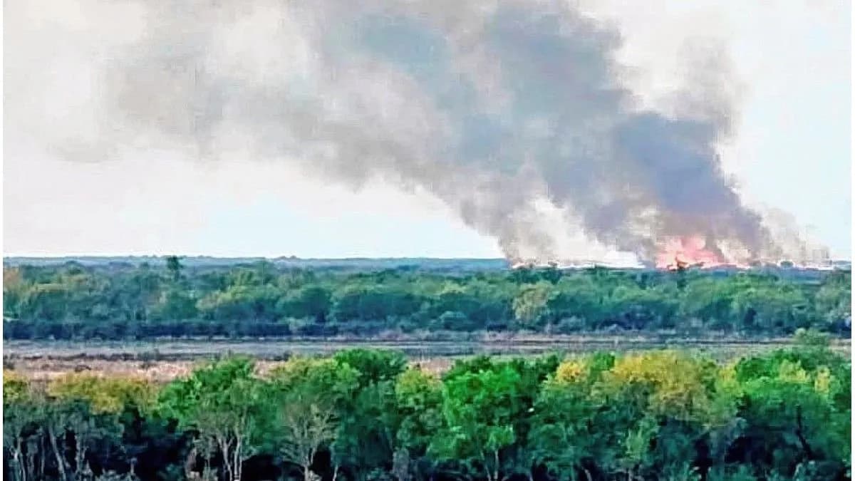 Incendios en el Delta: advierten por el daño irreversible en la flora y fauna - imagen de origen