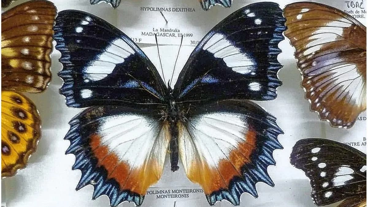 El museo de mariposas más grande y asombroso de la región está en Entre Ríos - imagen de origen